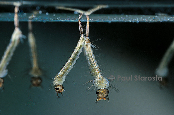 Culex pipiens (moustique) - larve