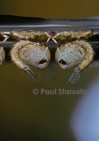 Culex pipiens (moustique) - nymphes