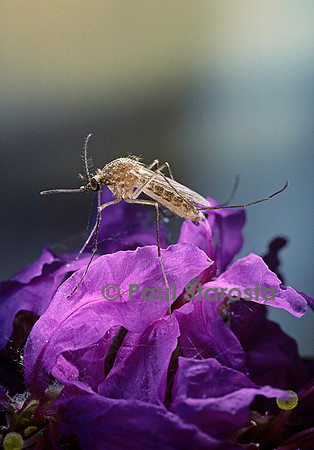Culex pipiens (moustique)