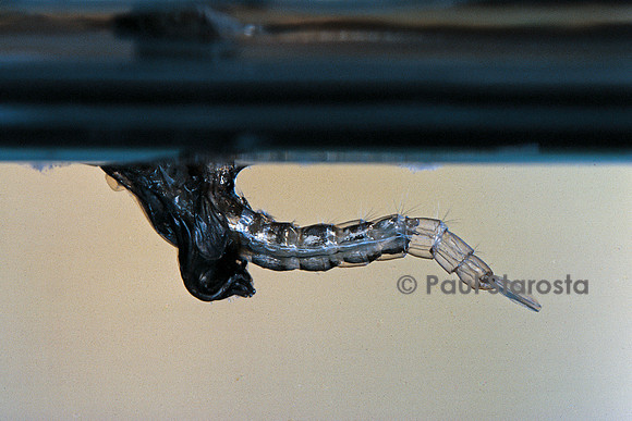 Culex pipiens (moustique) - éclosion vue de sous l'eau