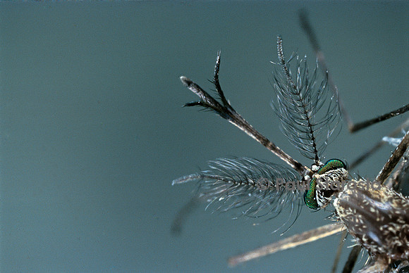 Culex pipiens (moustique) - mâle détail