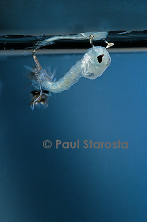 Culex pipiens (moustique) - éclosion de la nymphe