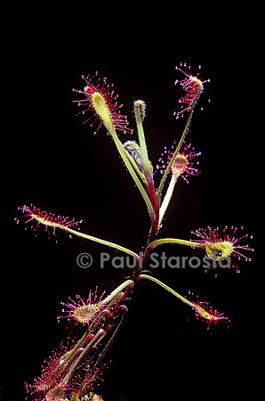 Drosera madagascariensis (drosère)