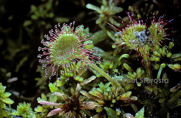 Drosera rotundifolia (rossolis)