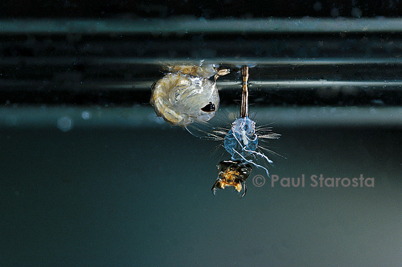 Culex pipiens (moustique) - éclosion de la nymphe