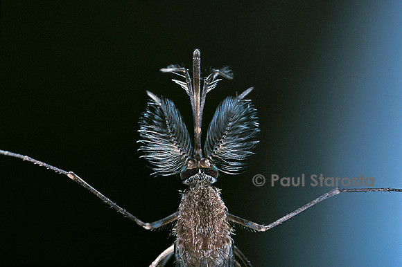 Culex pipiens (moustique) - mâle détail