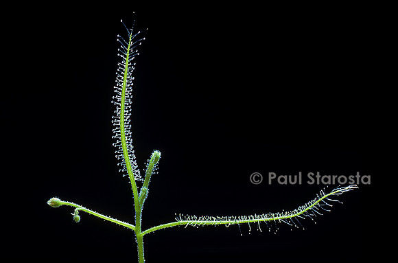 Drosera indica (drosère)