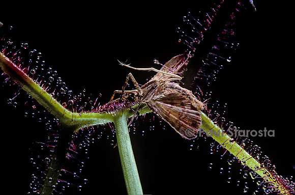 Papillon capturé par une drosera (drosère)