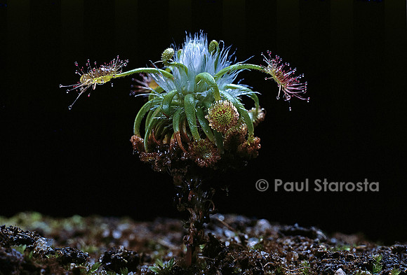 Drosera dichrosepala (drosère)