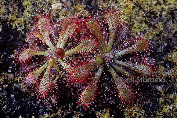 Drosera X linthulata (drosère)
