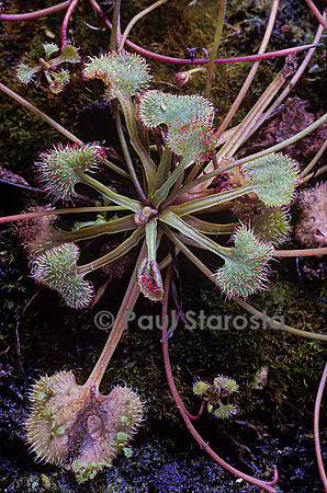 Drosera prolifera (drosère)
