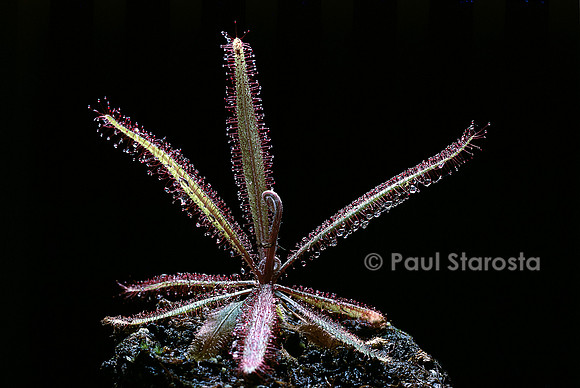 Drosera adelae (drosère)