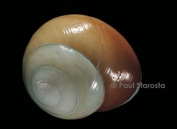 Elaphroconcha conchlostyloides