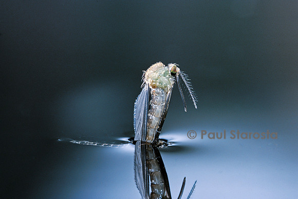 Culex pipiens (moustique) - éclosion (d6)