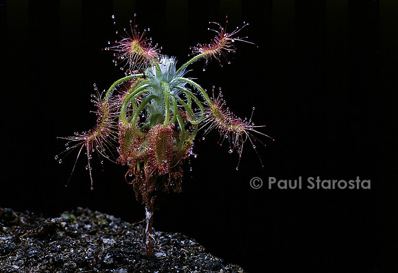 Drosera scorpioides (drosère)