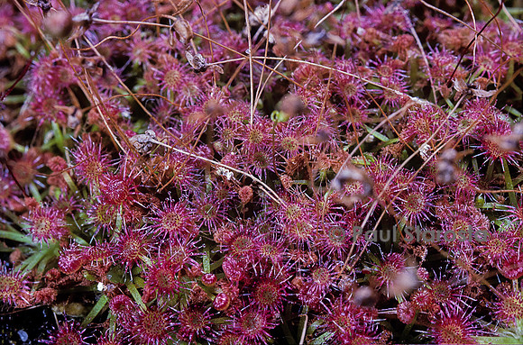 Drosera pygmaea (drosère)