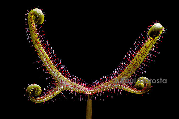 Drosera binata f. dichotoma(drosère)