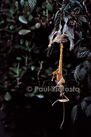 Extatosoma tiaratum (phasme) - mue imaginale