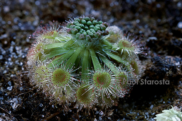 Drosera spilos (drosère)