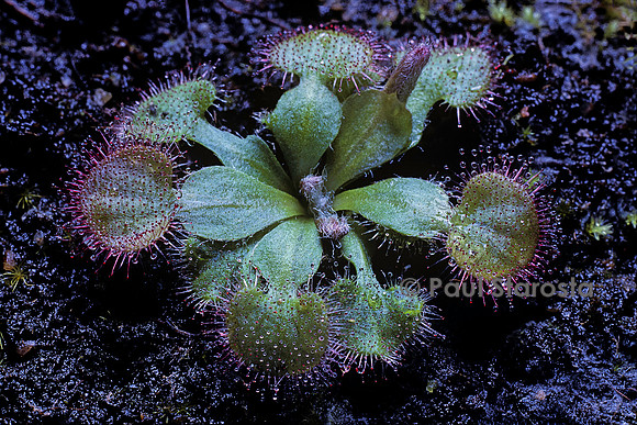 Drosera falconeri (drosère)