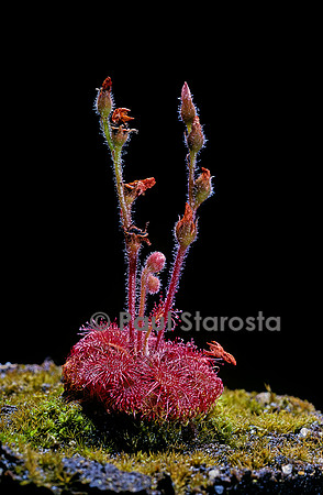 Drosera arenicola (drosère)