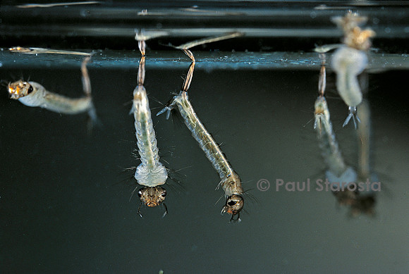 Culex pipiens (moustique) - larve