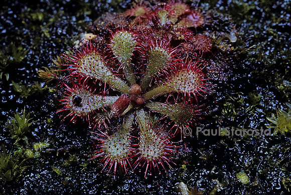 Drosera natalensis (drosère)