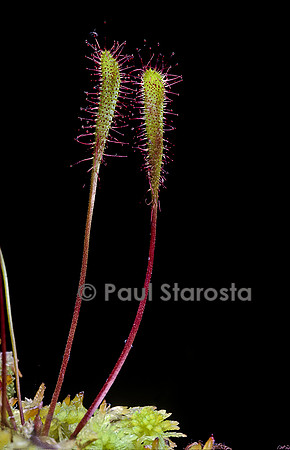 Drosera anglica (drosère)