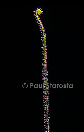 Drosera filiformis (drosère)
