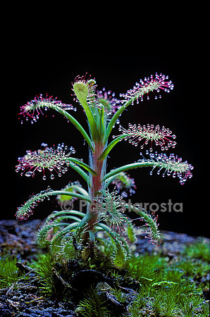 Drosera glabripes (drosère)