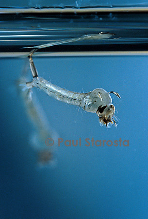 Culex pipiens (moustique) - éclosion de la nymphe