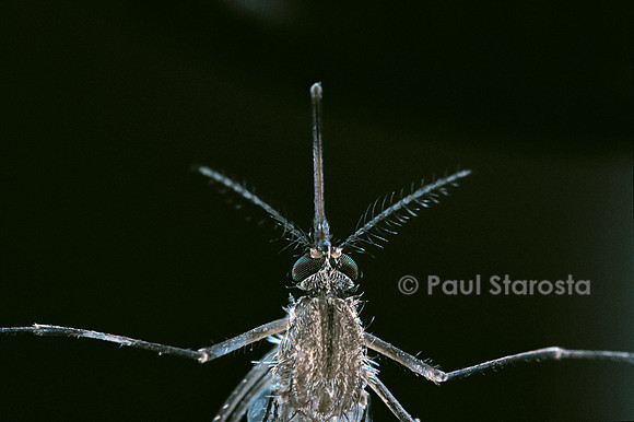Culex pipiens (moustique) - femelle détail