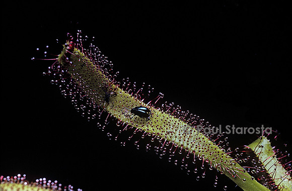 Insectes capturés par une drosera (drosère)