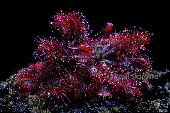 Drosera spatulata v. lovellae (drosère)