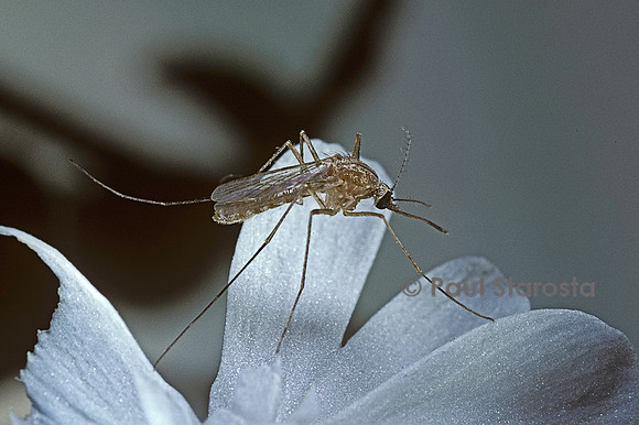 Culex pipiens (moustique)