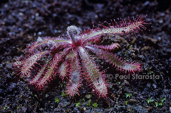Drosera villosa (drosère)