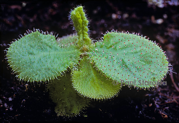Drosera schizandra (drosère)