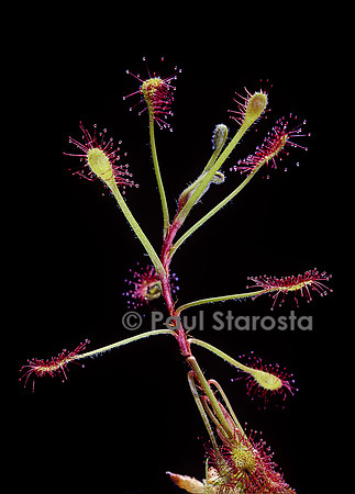 Drosera madagascariensis (drosère)