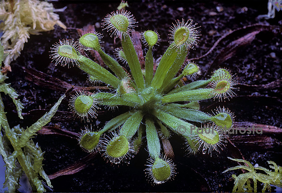 Drosera dilatato-petiolaris (drosère)
