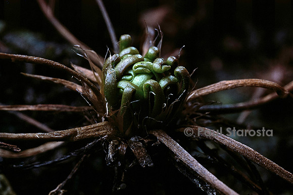 Drosera intermedia (drosère) - hibernacle