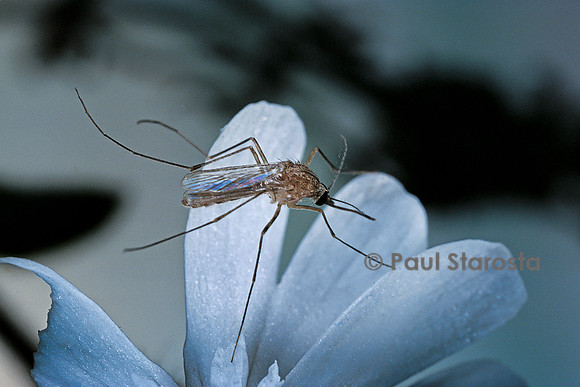 Culex pipiens (moustique) - sur une fleur