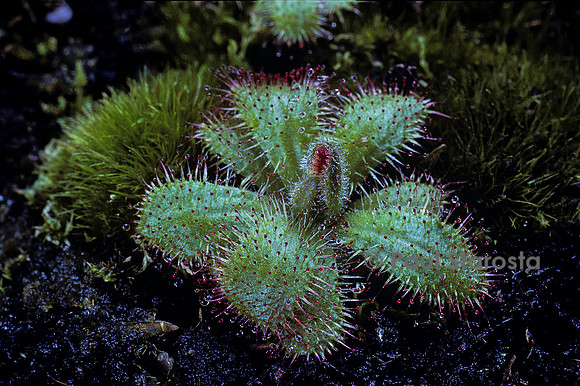 Drosera cistiflora (drosère)