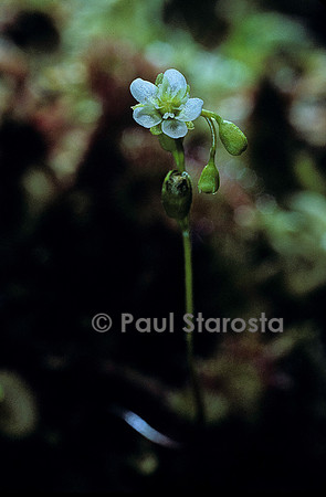 Drosera rotundifolia (rossolis) - fleur