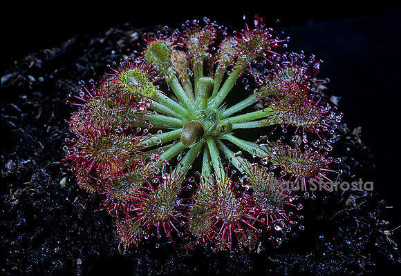 Drosera spatulata ‘Mt Arthur’ (drosère)
