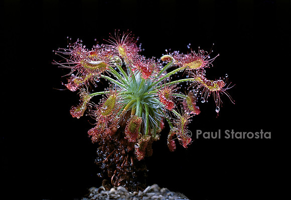 Drosera barbigera (drosère)