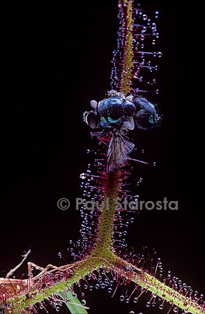Mouche capturée par une drosera (drosère)