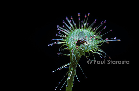 Drosera X beleziana (drosère)