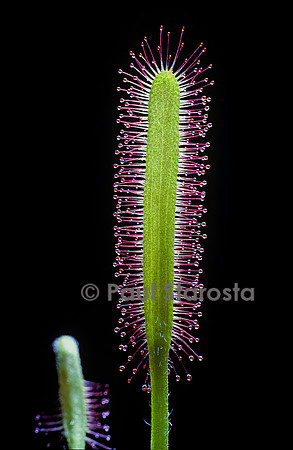 Drosera capensis (drosère)