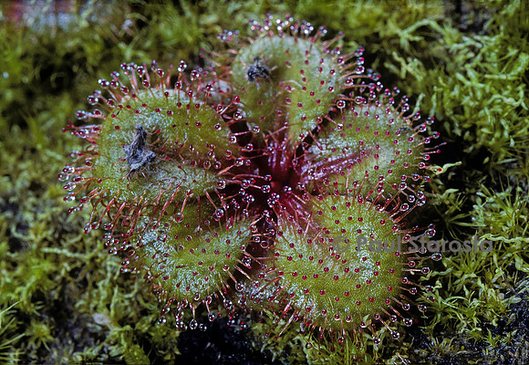 Drosera tubaestylis (drosère)