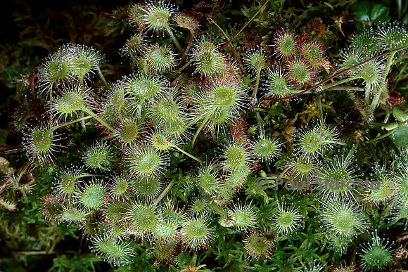 Drosera rotundifolia (rossolis)